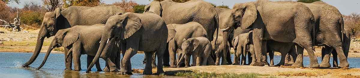 KL-KLASSISCHES-NA  Namibia Etosha National Park Elefanten 108075962