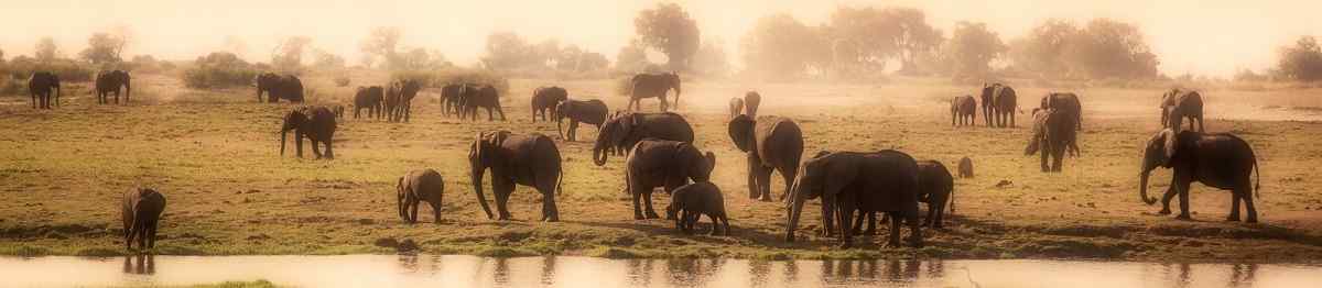 KL-NA-VICFALLS-NA  Botswana Elefantenherde Panorama 134983100