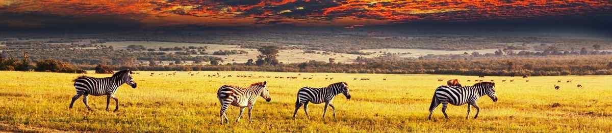 KL-PRACHTVOLLE-GR -zebras at sunset 90117172