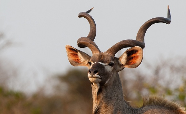 KL-PRACHTVOLLE-GR Suedafrika  kudu 59004559