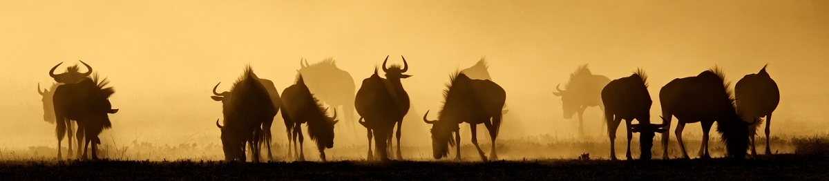 KL-SA-ODYSSEE  Blue wildebeest in dust at sunrise 47611711