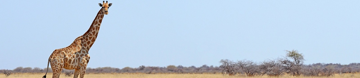 KL-STAMMVOELKER  Namibia Etosha National Park Giraffe Panorama 126956606