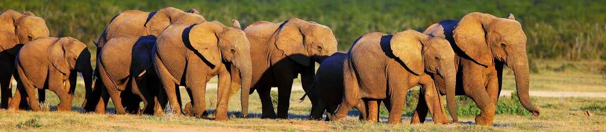 KL-TRANS-AFRICAN-LODGE  Suedafrika Addo NP Elephanten Panorama 109722815