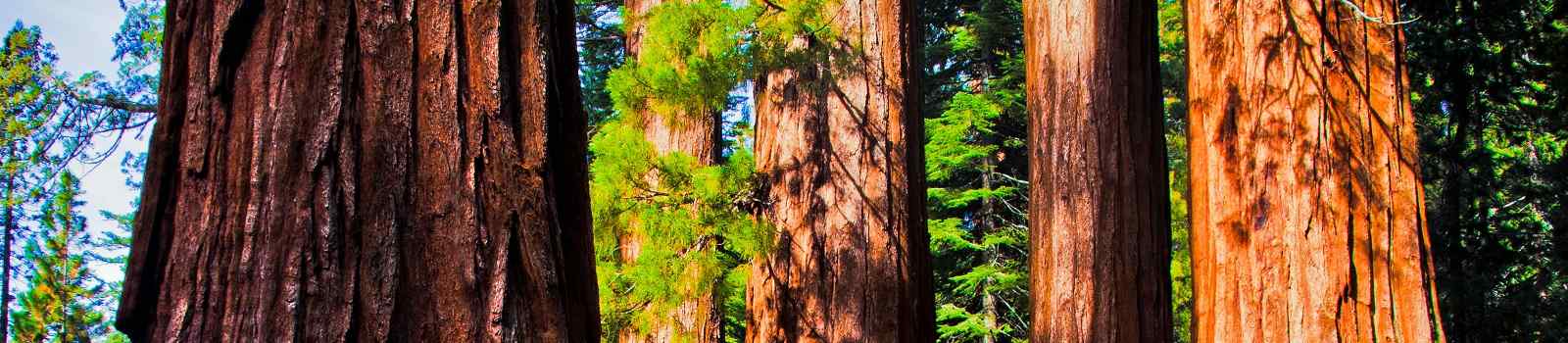 PANORAMA-SUD-WEST  Kalifornien Yosemite NP GiantSequoias 109335494