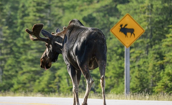 PARKS-EAST Kanada bull moose respecting road sign