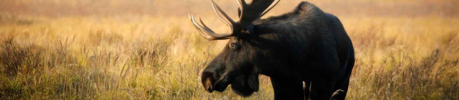 PARKS-WEST Wild Bull Moose in autumn  Spray Valley Provincial Park in Kananaskis Country Alberta Canada shutterstock 63128905
