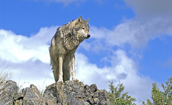 RAD-USA-GNP-WL Montana Timber Wolf 113984314