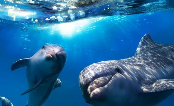 ROMANTISCHES-HAWAII Hawaii Delphine unter-Wasser 89433142