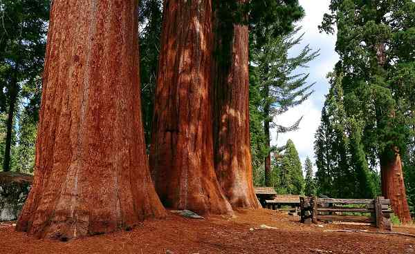 SEQUOIA-NATIONALPARK Kalifornien Sequoia NP 64609612