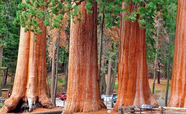 SEQUOIA-NATIONALPARK Kalifornien Sequoia NP 64609618