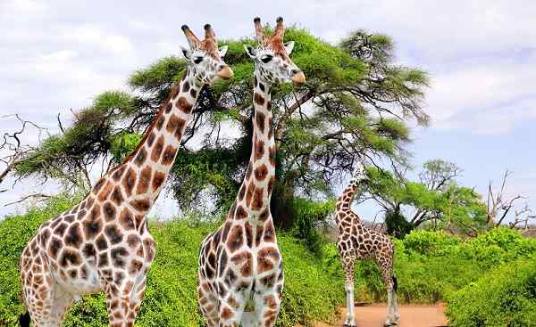 SF-ABSEITS-BEKANNTER-WEGE Suedafrika Kruger Giraffen 154746719