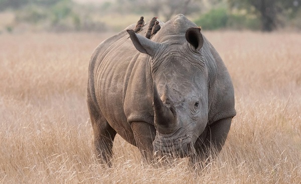 SF-ABSEITS-BEKANNTER-WEGE Suedafrika White Rhino 172128575