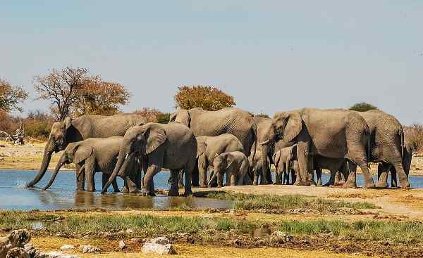 SF-EINZIGARTIGES-NA Namibia Etosha National Park Elefanten