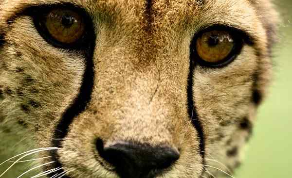 SF-GR-STIL Cheeta close up at Kruger National Park  South Africa 81172366
