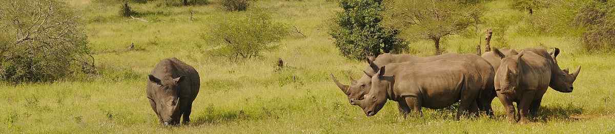 SF-KLASSISCHES-SA-STIL  Suedafrika Kruger White Rhinoceros 58178632