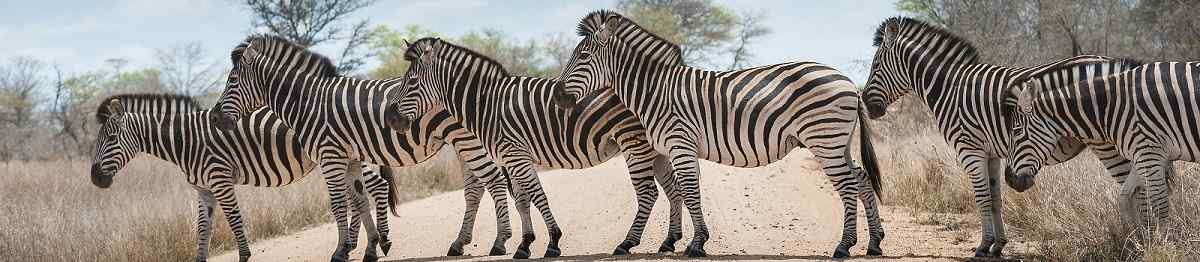 SF-KRUEGER  Suedafrika Kruger Zebra 188911220