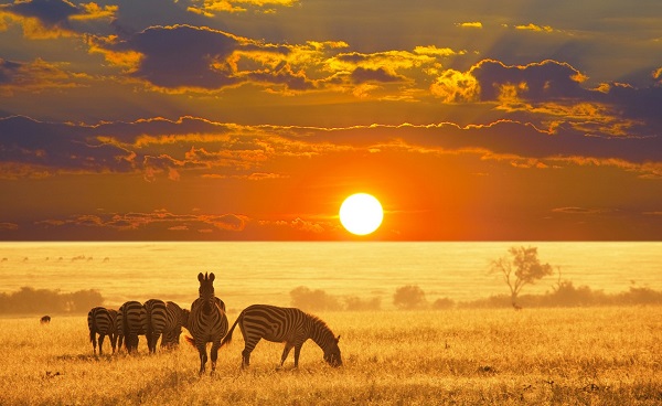 SF-NAMIB-SUED Namibia Zebra Sonnenuntergang 52892059