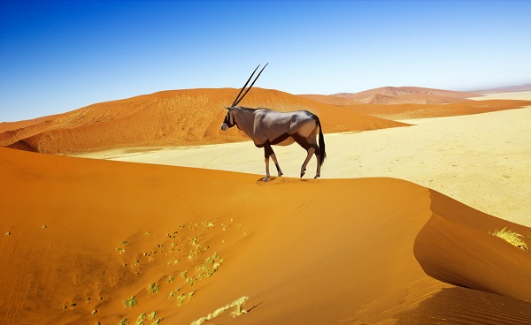 SF-NAMIB-SUED Wandering dune of Sossuvlei in Namibia with Oryx walking on it 160765973 Kopie