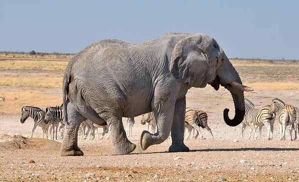 SF-NORDEN-SUEDEN-NA Namibia Etosha Elefant 107359625