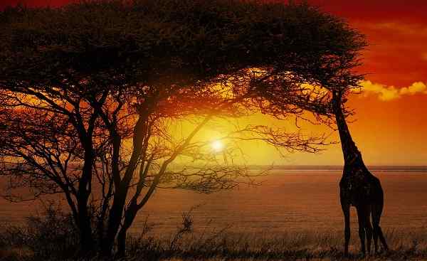 SF-SA-ROMANTISCH Afrika Giraffe Sunset 124054330