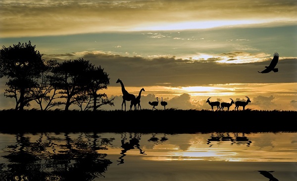 SF-SA-ROMANTISCH Afrika Silhouette of animals 70722328
