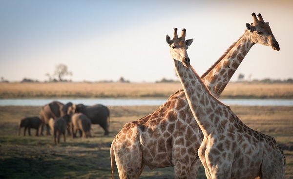 SF-VICFALLS-ZAMBEZI Botswana Giraffen Elefanten 130339082