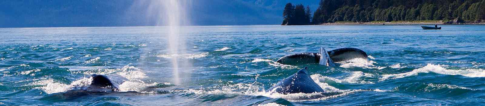 -Alaska Humpaback Whales Playing in the Ocean in Juneau  Alaska
