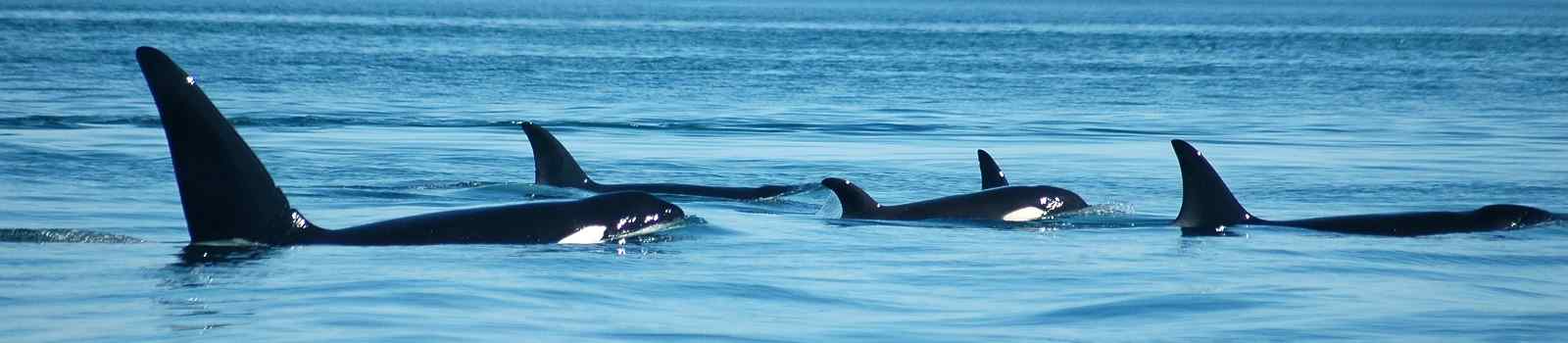 -Kanada orcas surfaces together