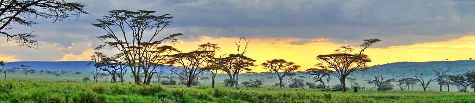  Acacia-Baeume auf der Ebene bei Sonnenuntergang im Serengeti-Nationalpark  Tansania shutterstock 662282533