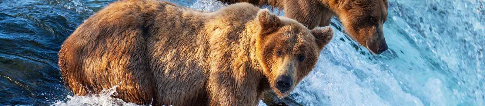  Alaska Brown bear on Alaska