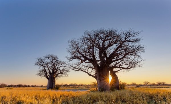 Sun starburst at the baobab trees 1069168247