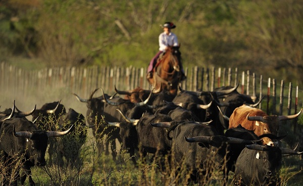 TEXAS-LOUISANA Der mittlere Westen - Texas und Louisiana - Texas Cowboy mit Longhorn