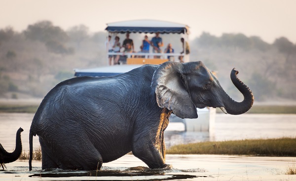 Tourist watching an elephant crossing a river in the Chobe National Park in Botswana  Africa  Concept for travel safari and travel in Africa 473577241