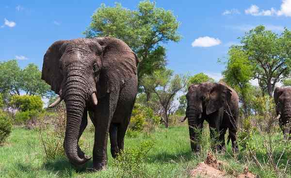 WAN-SA Suedafrika Elefantenherde 114498265