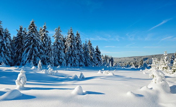Winter Landscape  Spruce Tree Forest Covered by Snow  bright sunshine  blue sky  shutterstock 526570501