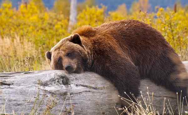 YUK-ALASKA-EXPL A Bear in Alaska laying down for a rest shutterstock 133850990