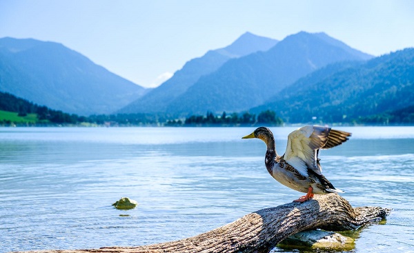 famous tegernsee lake in bavaria - germany shutterstock 590699222