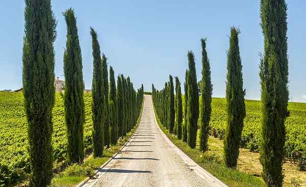 it-franziskus Umbria Road cypresses