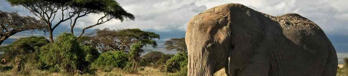 suedafrika elefant