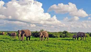 Botswana Wildlife Breakaway