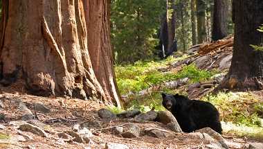Bären im Sequoia Nationalpark