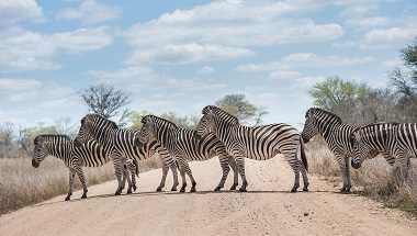 Faszinierende Tierwelt Südafrikas