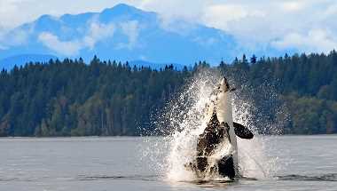 Wale, Bären und Vancouver Island