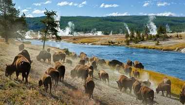 Prairieland, Büffel & Yellowstone