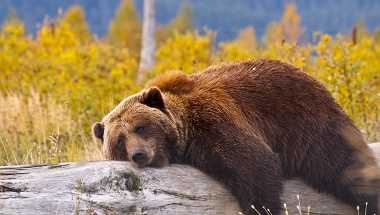 Grizzly chillt