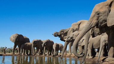 African_elephants_161805491.jpg