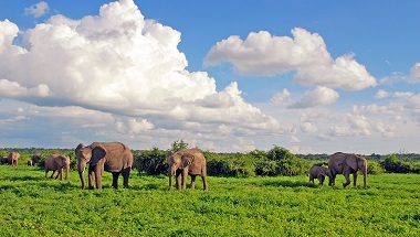 Botswana_Chobe_NP_Elefanten_112385819.jpg