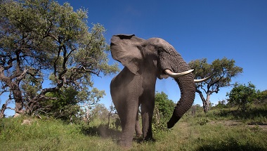 Botswana_Elefant_157926758.jpg