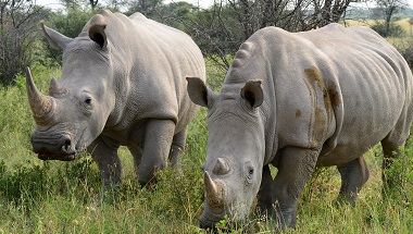 Botswana_Khama_Rhino_sanctuary_130976159.jpg