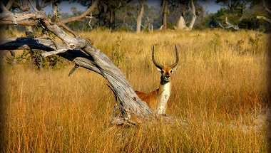 Impala_hiding_behind_a_dead_tree_PomPom_Island_Okavango_126705266.jpg